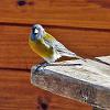 Grey-hooded Sierra-Finch, near El Calafate - Patagonia